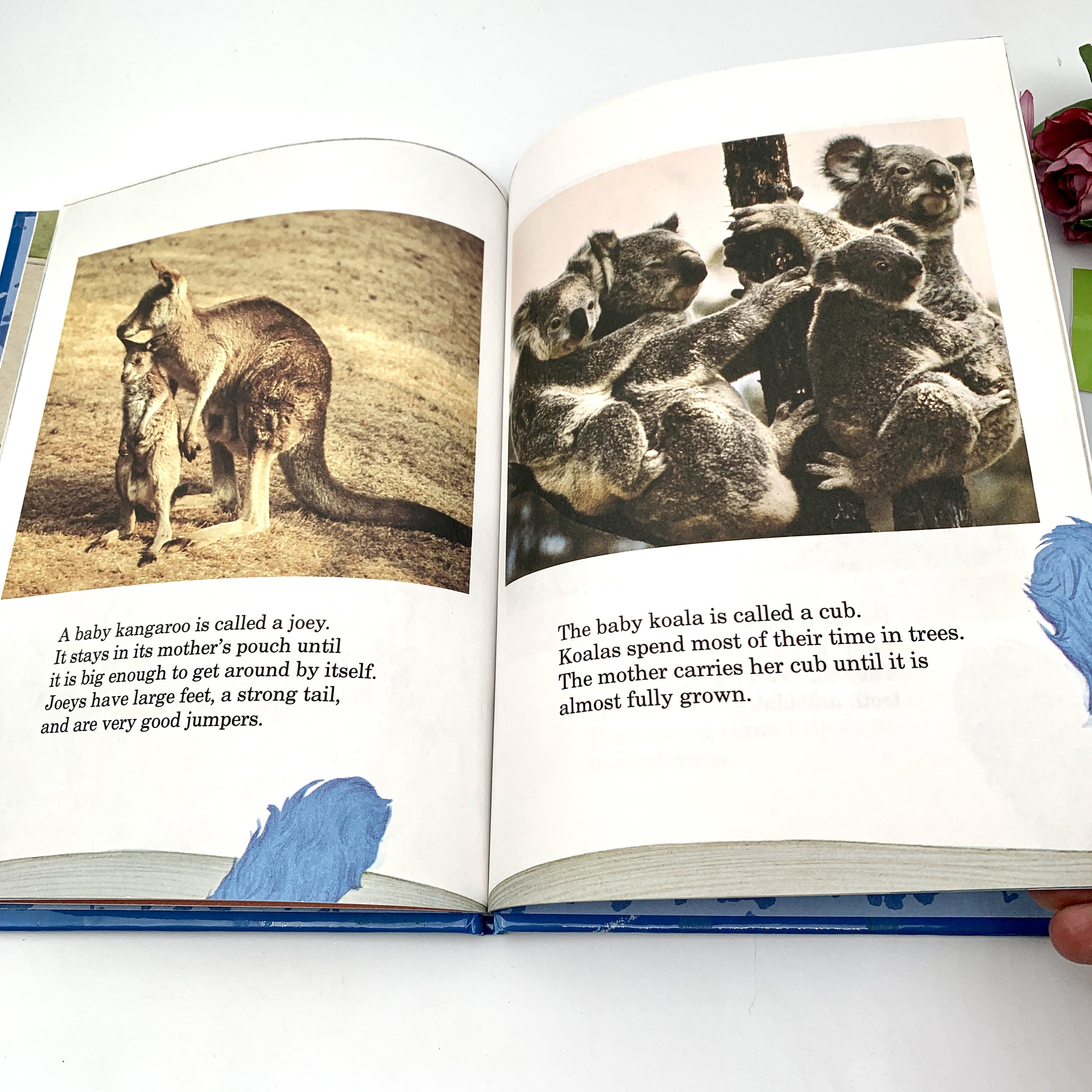 Koala fight interrupts work commute, image size:3000x3000