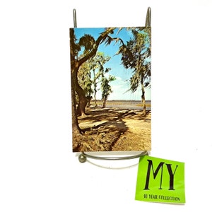 Vintage Postcard - Spanish Moss and Live Oak Trees in Deep South - Nature - Posted 1970's Eisenhower 6 Cent Stamp My40YearCollection