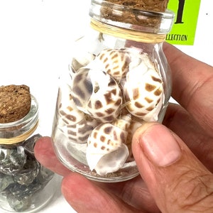 May include: A small glass jar with a cork lid filled with white and brown seashells. The jar is tied with a brown ribbon.