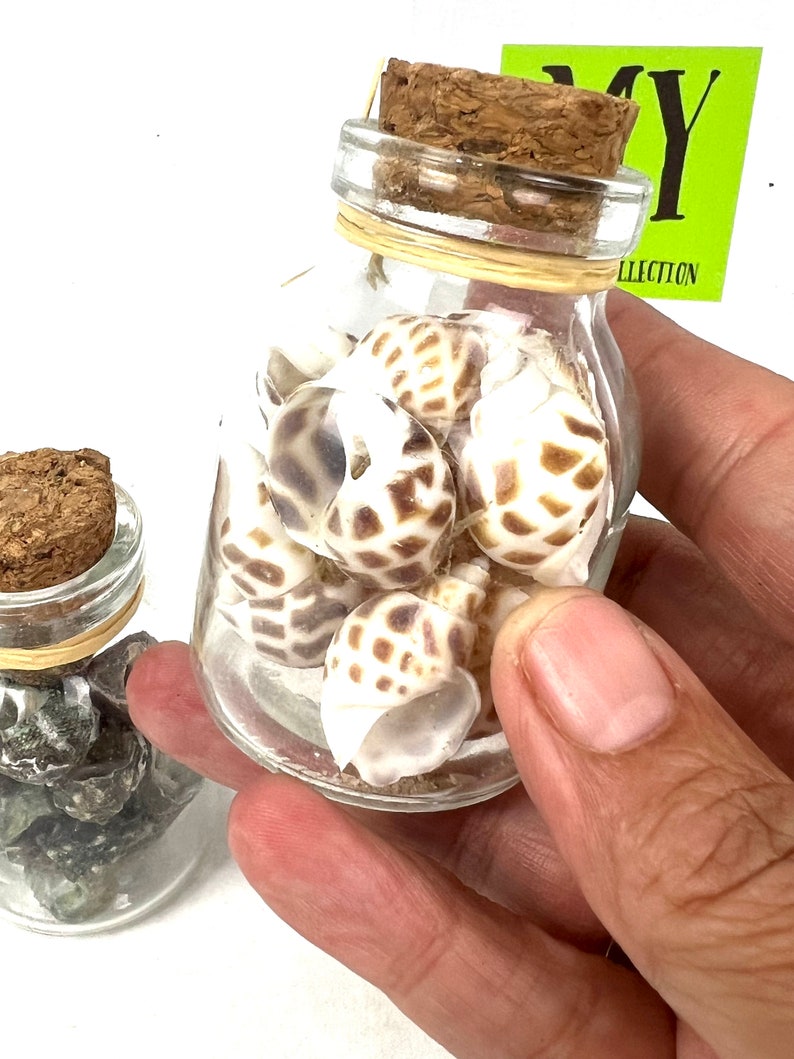 May include: A small glass jar with a cork lid filled with white and brown seashells. The jar is tied with a brown ribbon.