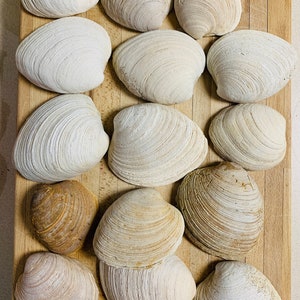 Vintage Round Capiz Shells, Total of 12, No HOLE Capiz Shells, Indonesian  Sea Shells Shells for Craft My40yearcollection 