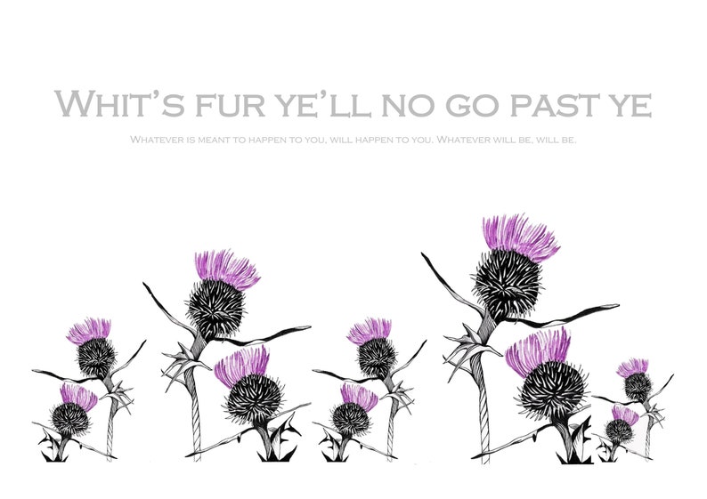 Wee Blue Coo Scottish Thistle Flower Head Watercolour Scotland