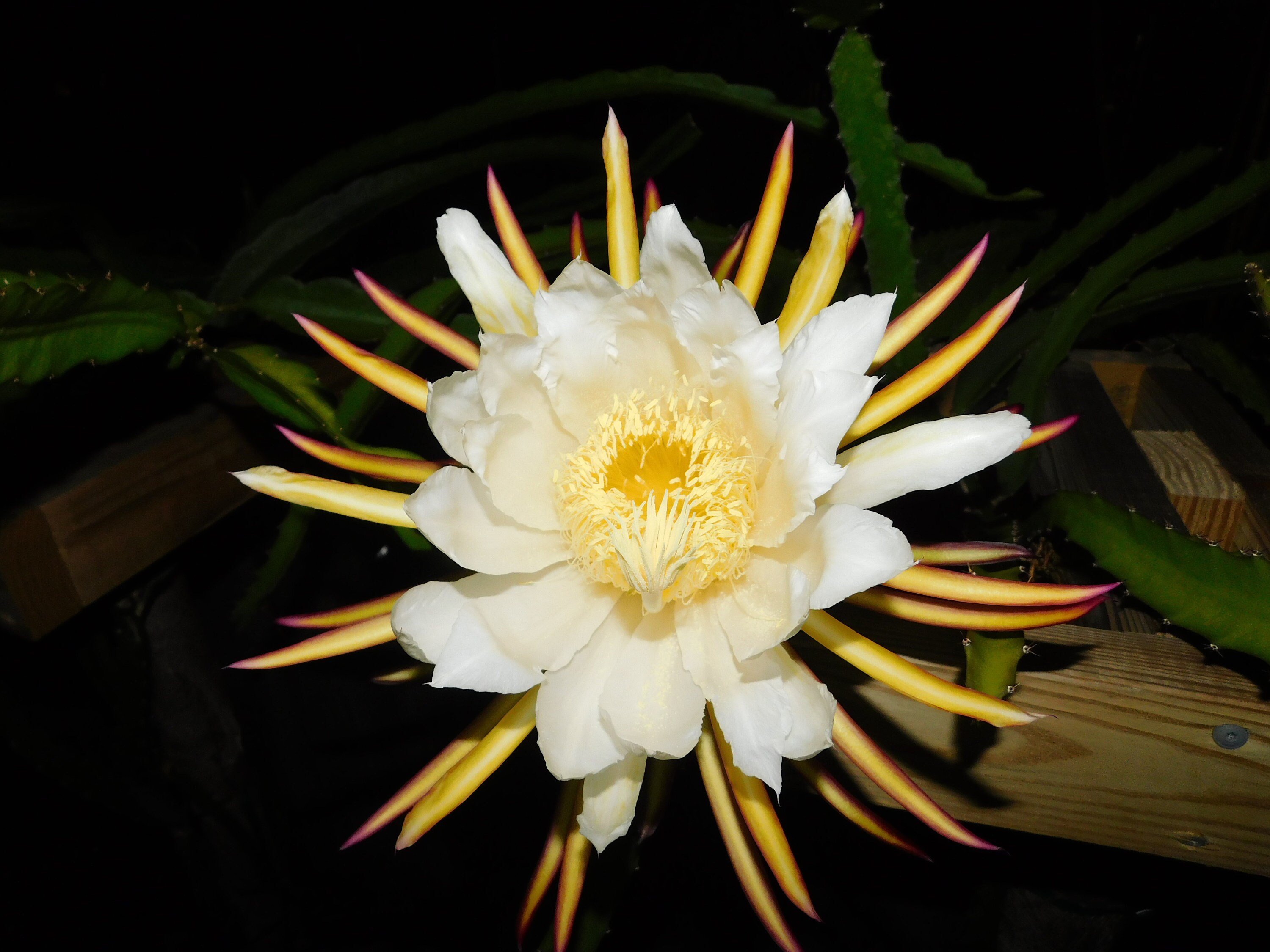 ZAMORANO Dragon Fruit Cutting Etsy