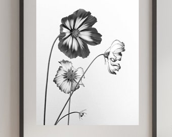 Black and White Cosmos/Black And WhiteArt/Wall Art/Flowers/Digital Art/Petals/Photography/