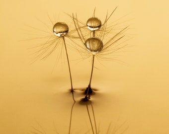 Golden Seed Reflection/Golden/Pink/Wall art/Digital Art/Photography/Creative design/Flowers/Water/Yellow/Water Drops