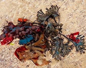 Abstract Seaweed/Digital Art/marine/Abstract/Photography/Cornish Coast/ Bathroom Art/Seaweed/Sea and Sand/Beach Combing