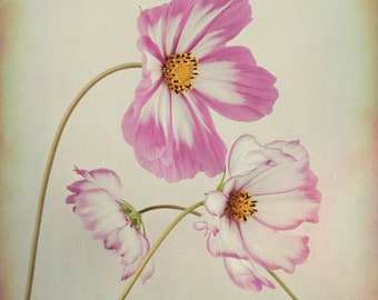 Dreaming Cosmos Print/Flowers/Pastels/Wall art/Photography/Digital Art/Pink/ Petals