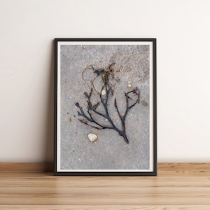 Sea Tree/Abstract Photography/Wall Art/Ocean/Seaweed/Beach/Cornish Coast/Digital Photography/Tree shape/Beach combing/Sand and Sea