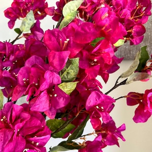May include: Close-up of vibrant pink bougainvillea flowers with green leaves. The flowers are clustered together, creating a full and lush appearance. The image showcases the bright, saturated colors of the blooms.