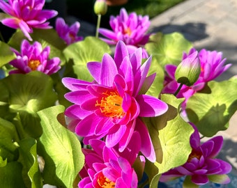 Purple Waterlily Faux Flower Plant with Roots, Artificial Lotus Flower, Natural Look Silk Flowers, Real Look Flowers, Life-Like Flowers
