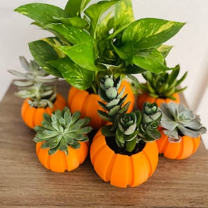 Puede incluir: Un grupo de seis pequeñas macetas de calabaza naranja con suculentas verdes y una planta verde y amarilla variegada.