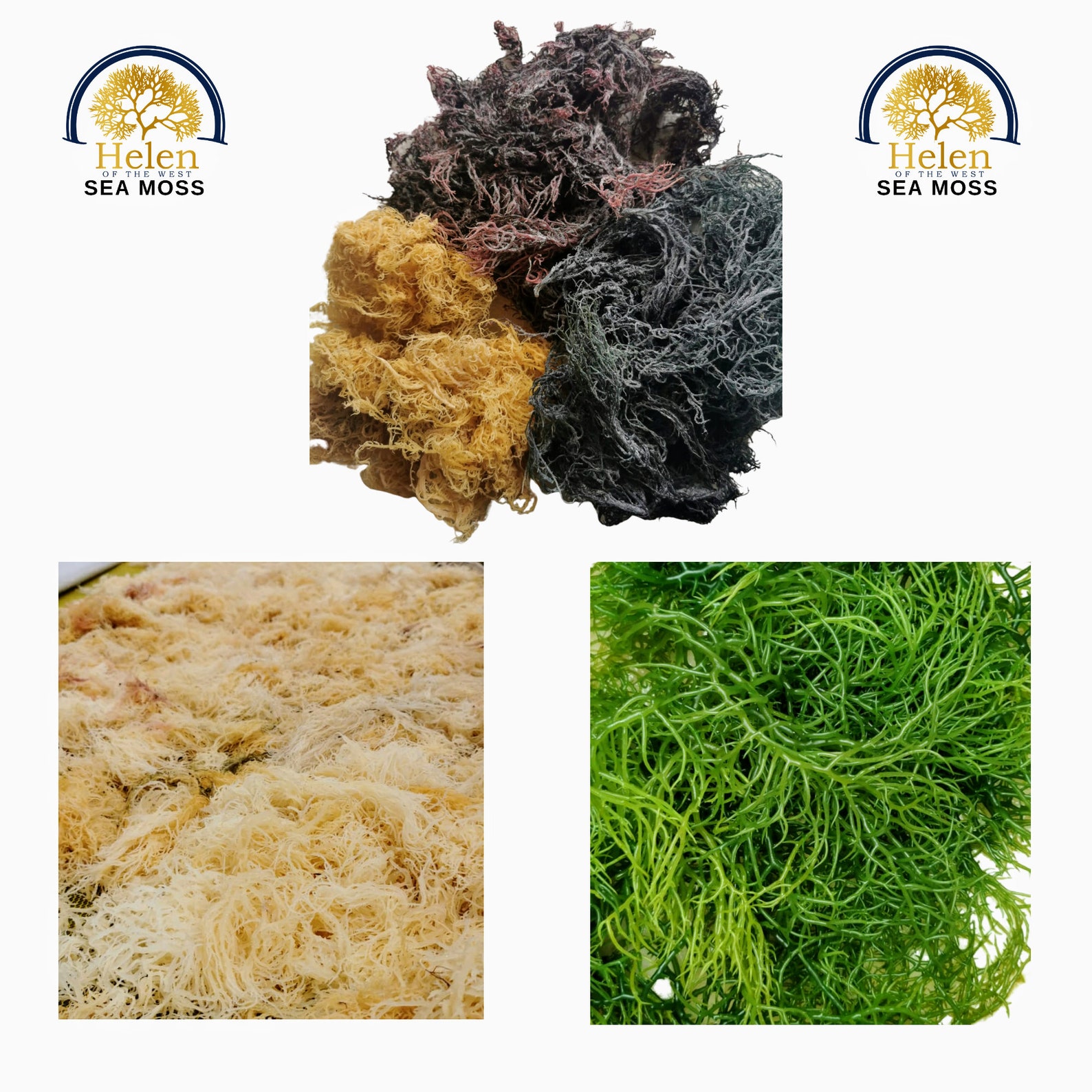 4 Oz & 8oz GREEN Seamoss Wildcrafted Green Sea Moss From | Etsy