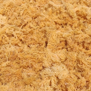 5lb Bulk Wildcrafted Sea Moss - Bulk Gold Seamoss from St.Lucia- Organic Gold Seamoss - 100% Natural - Vegan- Cellfood - 5lbs Dried Moss