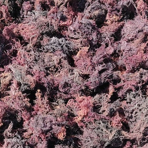 BULK PURPLE Seamoss - 5lbs Wildcrafted Sea Moss from St.Lucia - Authentic - Vegan Cellfood - Superfood