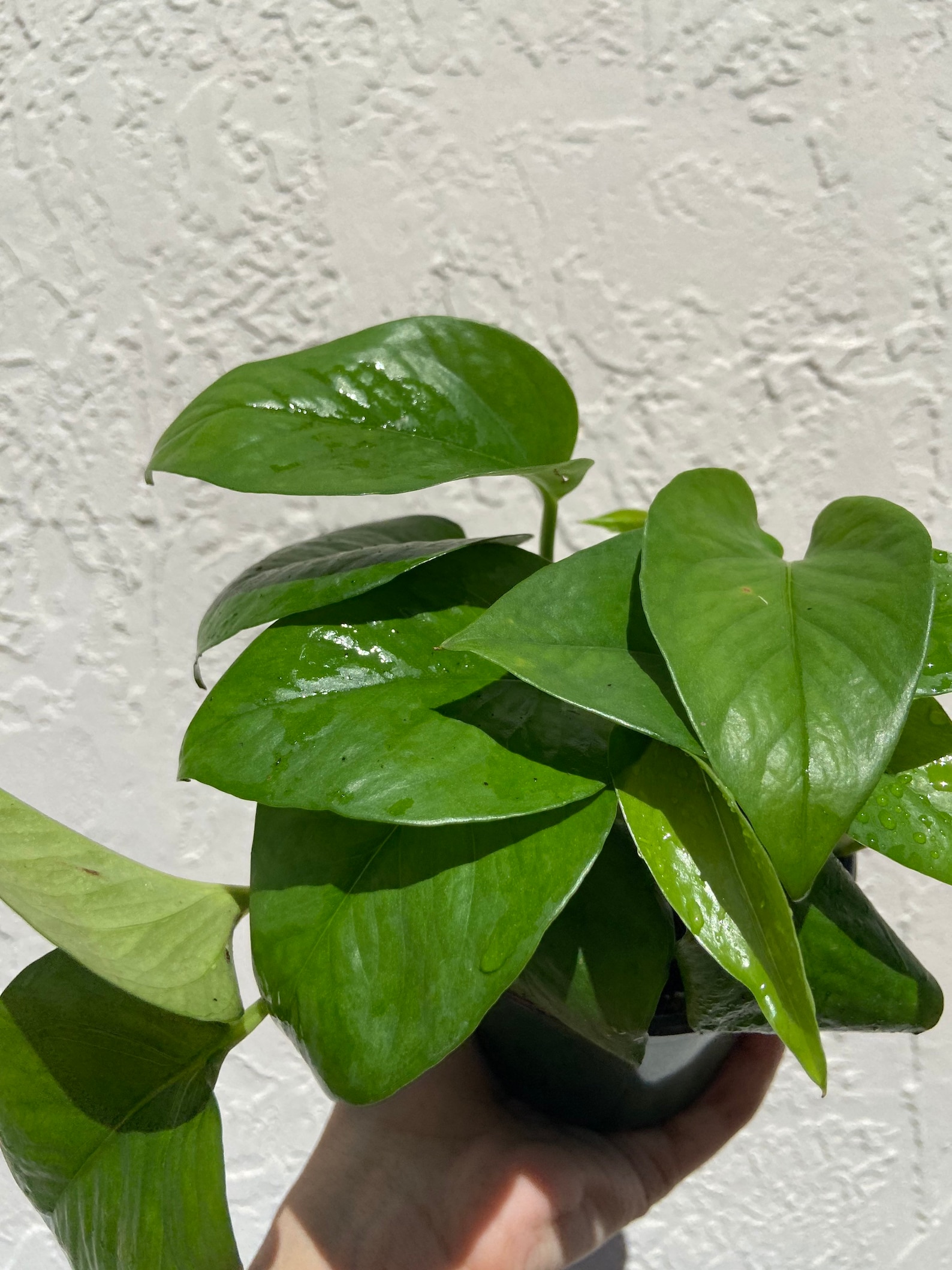 Jade Pothos Indoor Houseplant Etsy
