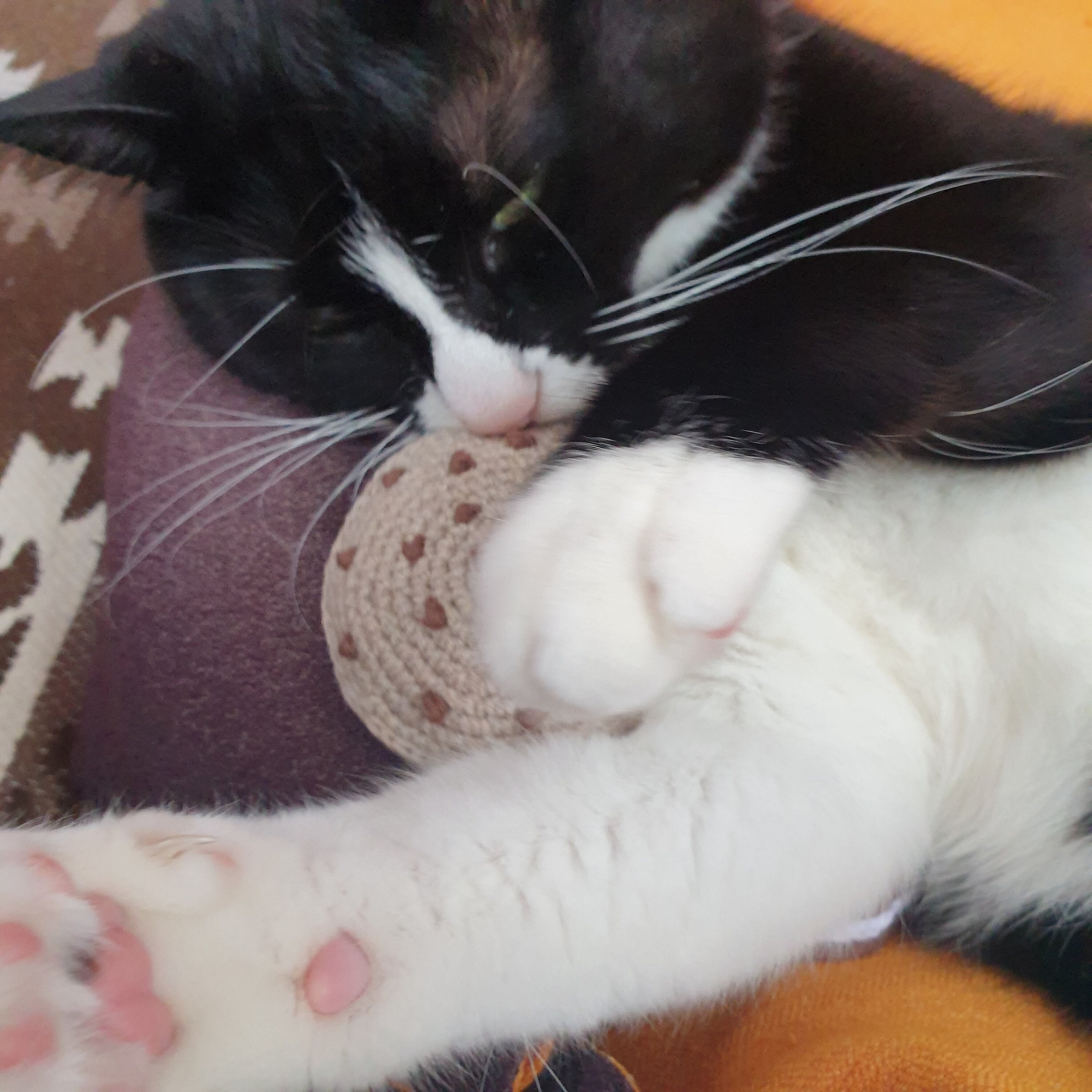 Biscuit toy for cats biscuit toy Cookie Felt Cat Toy Etsy