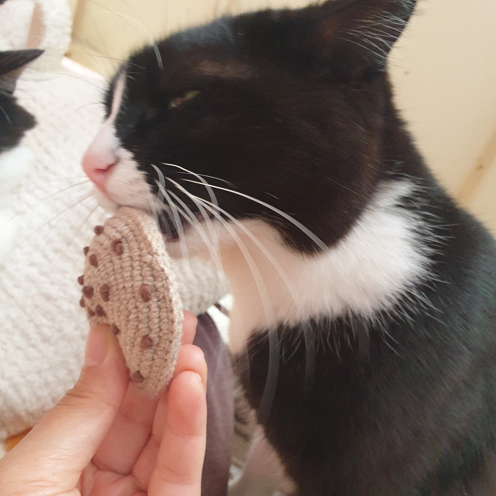 Biscuit toy for cats biscuit toy Cookie Felt Cat Toy Etsy