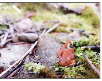 Salamander newt cute