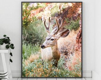 Fotografia de veado, retrato de veado, decoração de veado, pôster de floresta, arte de parede de floresta, arte de parede de buck, foto de buck, chifres de veado, presente de veado