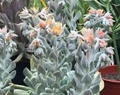 Echeverria runyonii 39 Topsy Turvy 39 - leaf cuttings