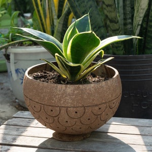 May include: A green and yellow snake plant in a brown coconut shell planter with decorative holes. The planter is sitting on a wooden surface.