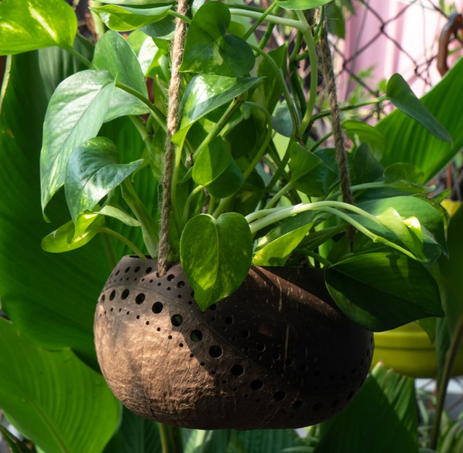 Hanging Twotoned Coconut Planter Crafted From a Reclaimed Etsy