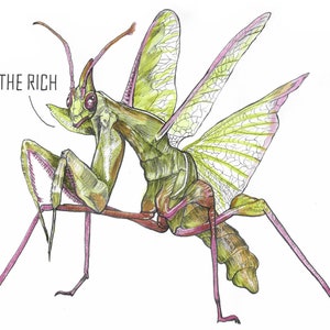 Devils Flower Mantis