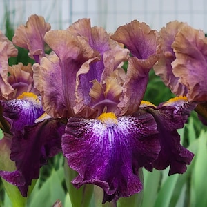 May include: Close-up of several iris flowers in full bloom. The petals display a gradient of colors, with deep purple at the base transitioning to lighter shades of lavender and brown at the edges. Yellow accents are visible in the center of the flowers.