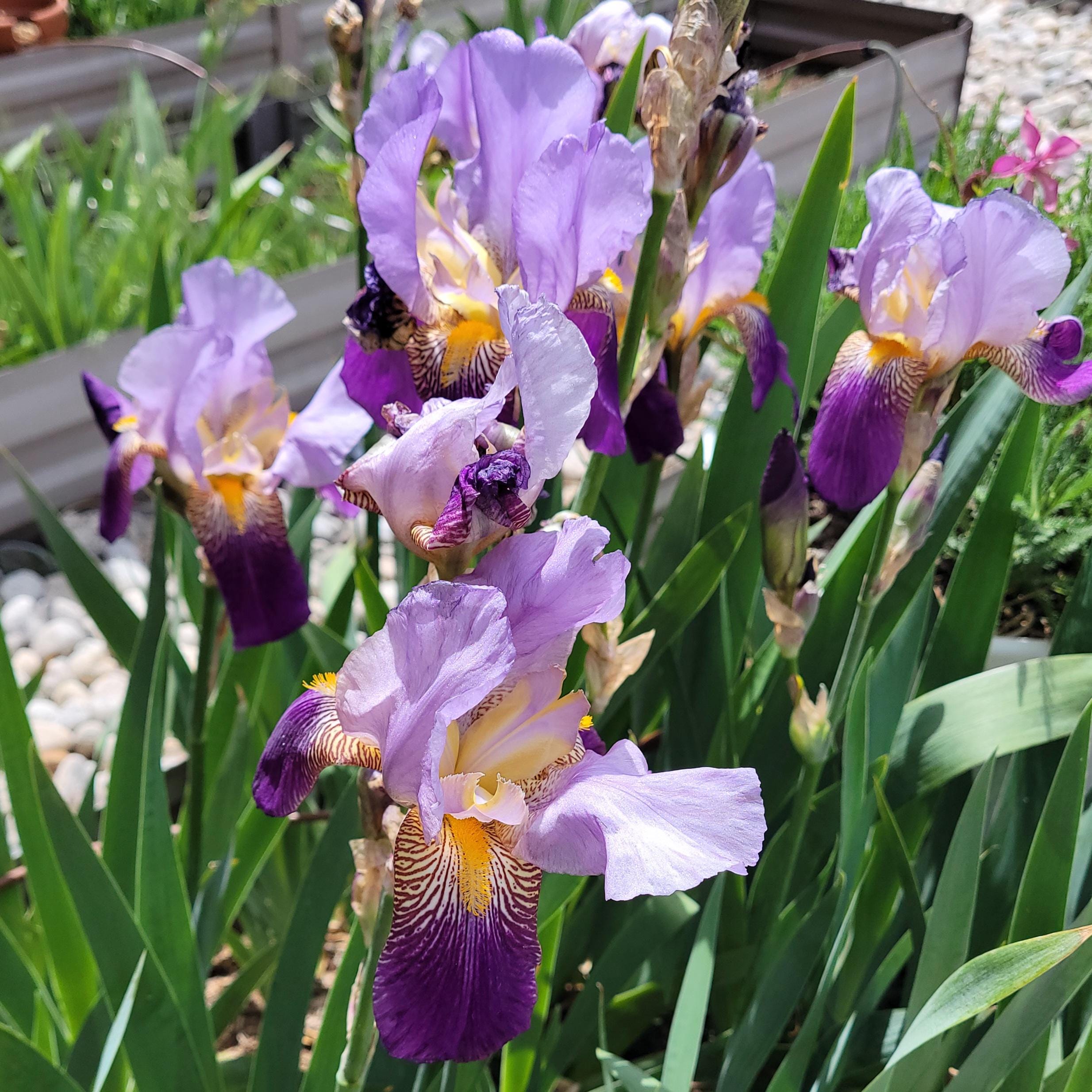 BOGO Special! ALCAZAR (ships Now!) Historic Tall Bearded Iris