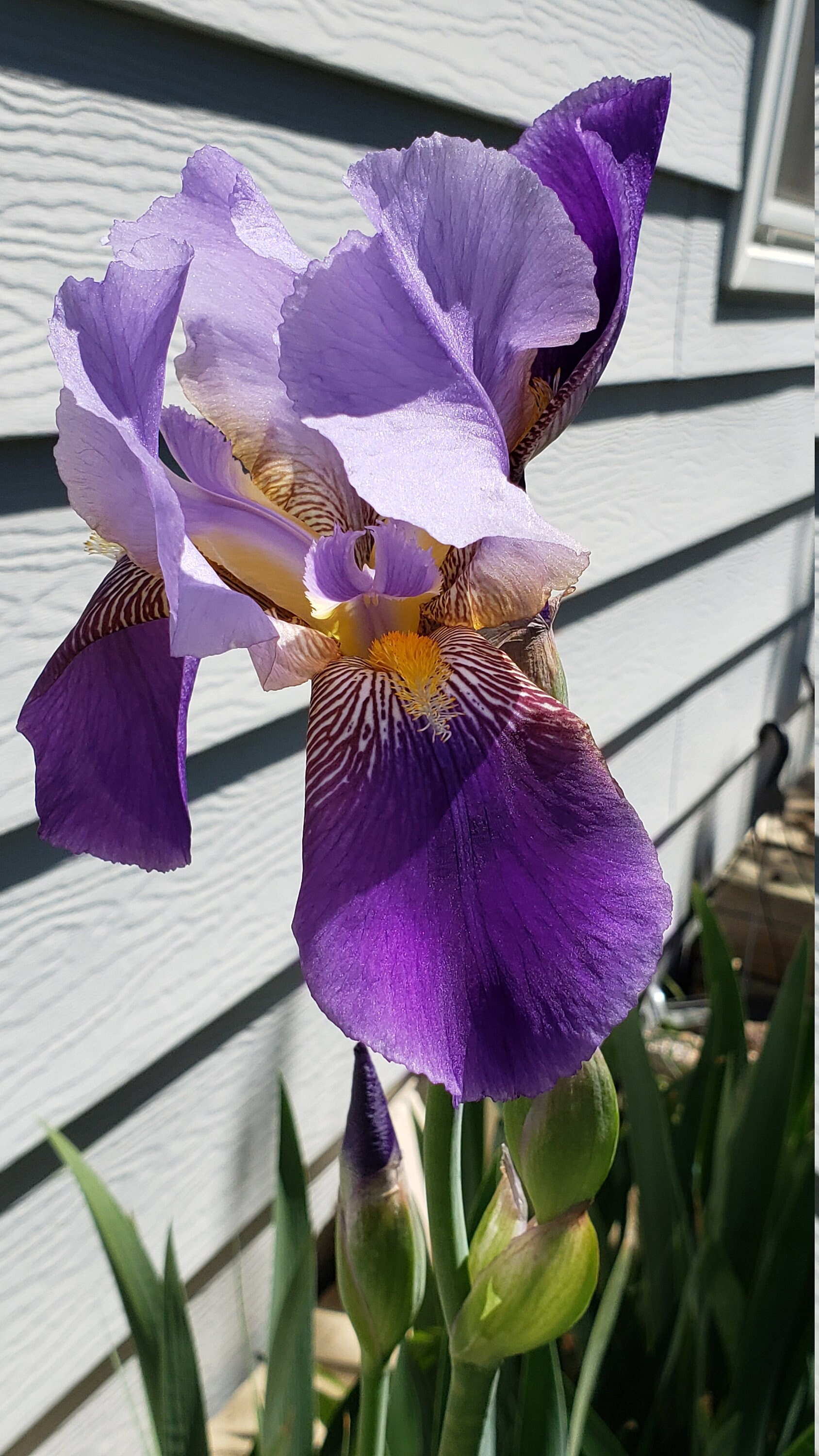 BOGO Special! ALCAZAR (ships Now!) Historic Tall Bearded Iris