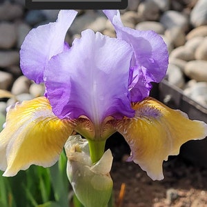 May include: Close-up of a vibrant iris flower with purple, white, and yellow petals. The flower has a green stem and a bud. The text "Bold Statement" is displayed in a black rectangle above the flower. The background is blurred.