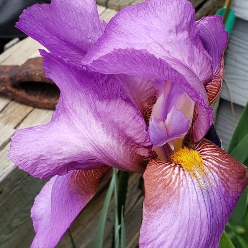 BOGO Special! Lunar Frost (ships Now!) Tall Bearded Iris FREE