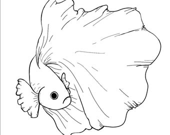 Betta Fish Coloring Etsy