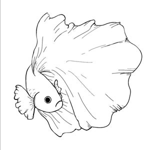 Instant Download Coloring Page Betta Fish 4 page PDF image 1
