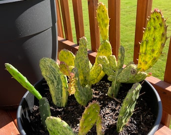 Variegated Eastern Prickly Pear Cactus Pad- Opunitia Variegata | Opuntia Sunburst || EASY & FAST GROWING