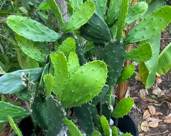 Prickly Pear Cactus Pads || Opuntia low spine cactus plant- multiple size options || EASY & FAST GROWING