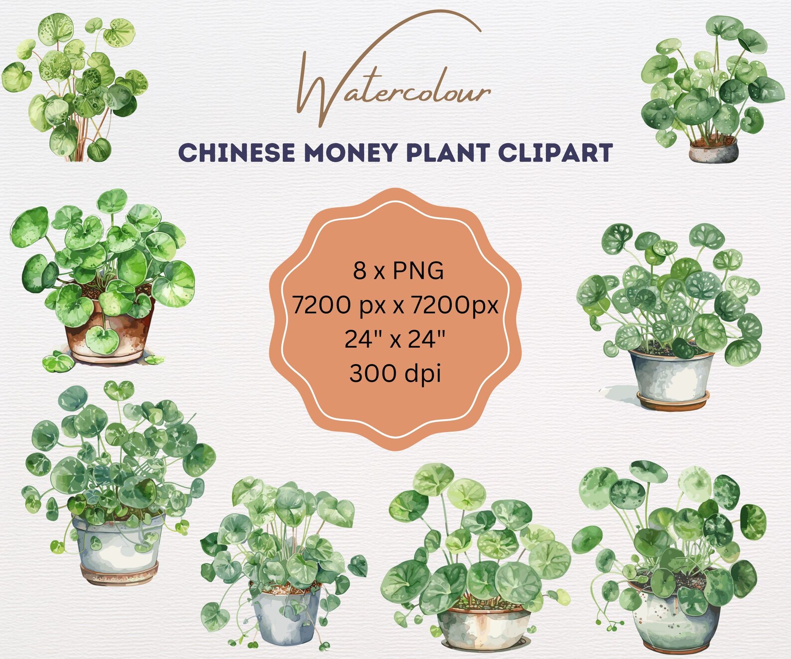 Chinese Money Plant Clipart Watercolor Pancake Plant Pilea ...