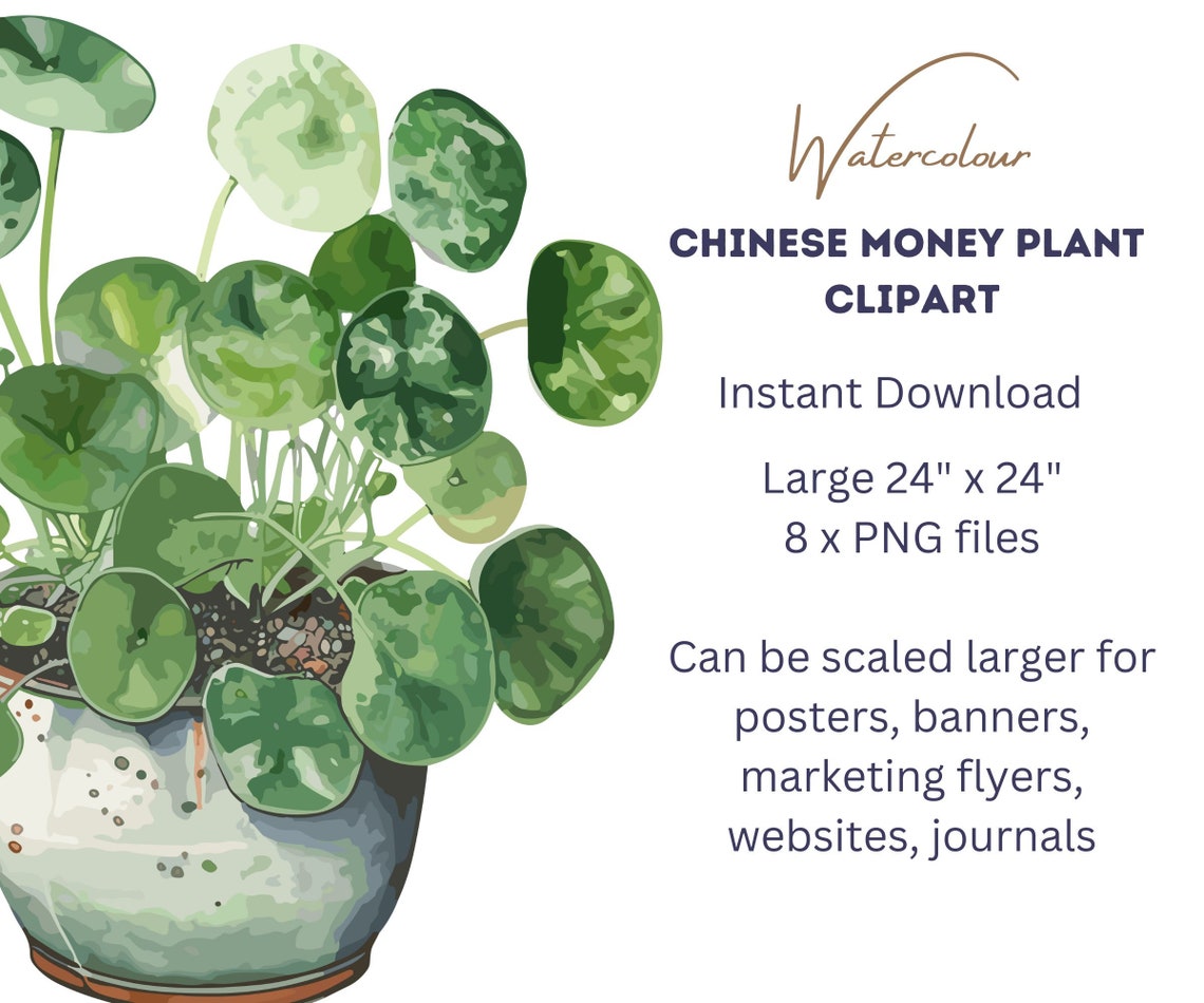 Chinese Money Plant Clipart Watercolor Pancake Plant Pilea ...