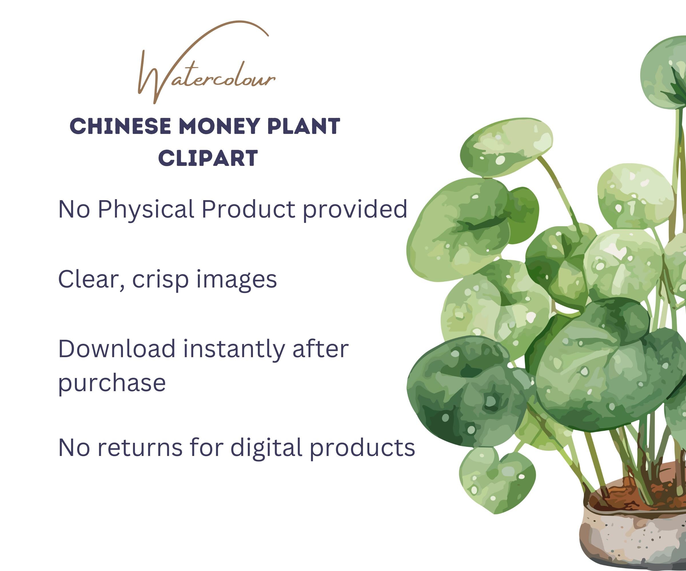 Chinese Money Plant Clipart Watercolor Pancake Plant Pilea ...