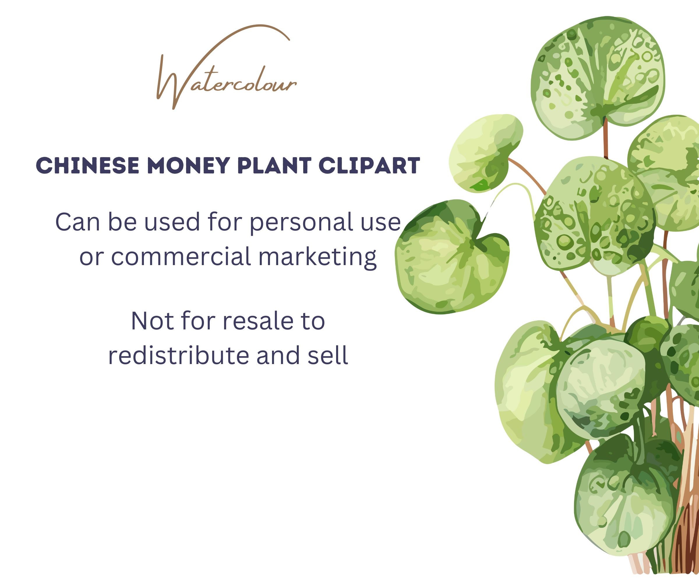 Chinese Money Plant Clipart Watercolor Pancake Plant Pilea ...