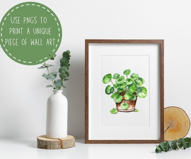 Chinese Money Plant Clipart Watercolor Pancake Plant Pilea ...