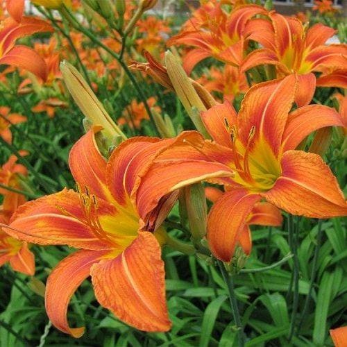 Ditch lily /tawny daylily /orange daylily
