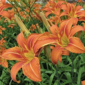 May include: Close-up of vibrant orange daylilies in full bloom. The flowers have ruffled petals with yellow centers and are set against a backdrop of green foliage. The image captures the beauty of a garden setting.