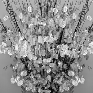 An elegant display of Money Plant branches in a vase.