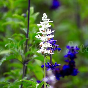 A single Elegance ice lavender bloom grows among traditional purple lavender.