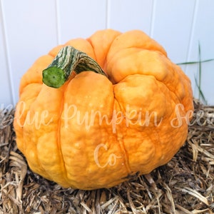 May include: A bright orange pumpkin with a green stem, sitting on a bed of straw. The pumpkin has a bumpy, uneven texture.