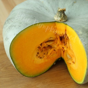 Sweet Meat (heirloom/c.maxima) seeds:Sweet quash, Winter squash, heirloom squash, pie squash, old fashioned squash, squash seeds