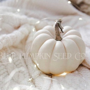 A Casperita pumpkin on a cloth with lights.