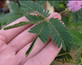 Mimosa Pudica Linn Bashful Grass Bonsai Dedaunan Mimosa Pudica Sensitif Tanaman Bonsai Taman Rumah Shopee Indonesia