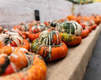 30 Organic Gourd Turks Turban Seeds Pumkin Squash Decorative and Popular Ornamental Gourd Ornamental Pumpkin